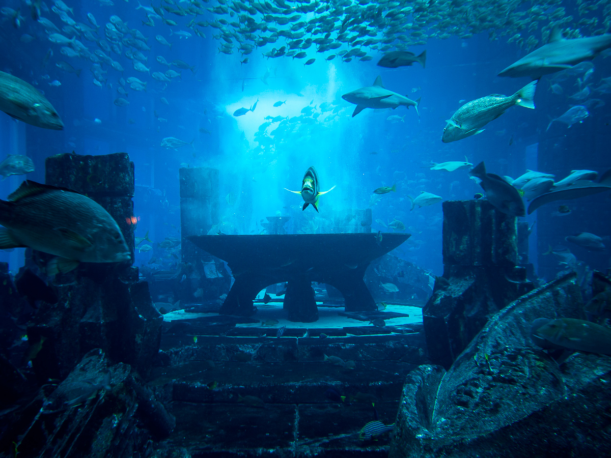 Blick in die faszinierenden Aquarien „Lost Chambers“