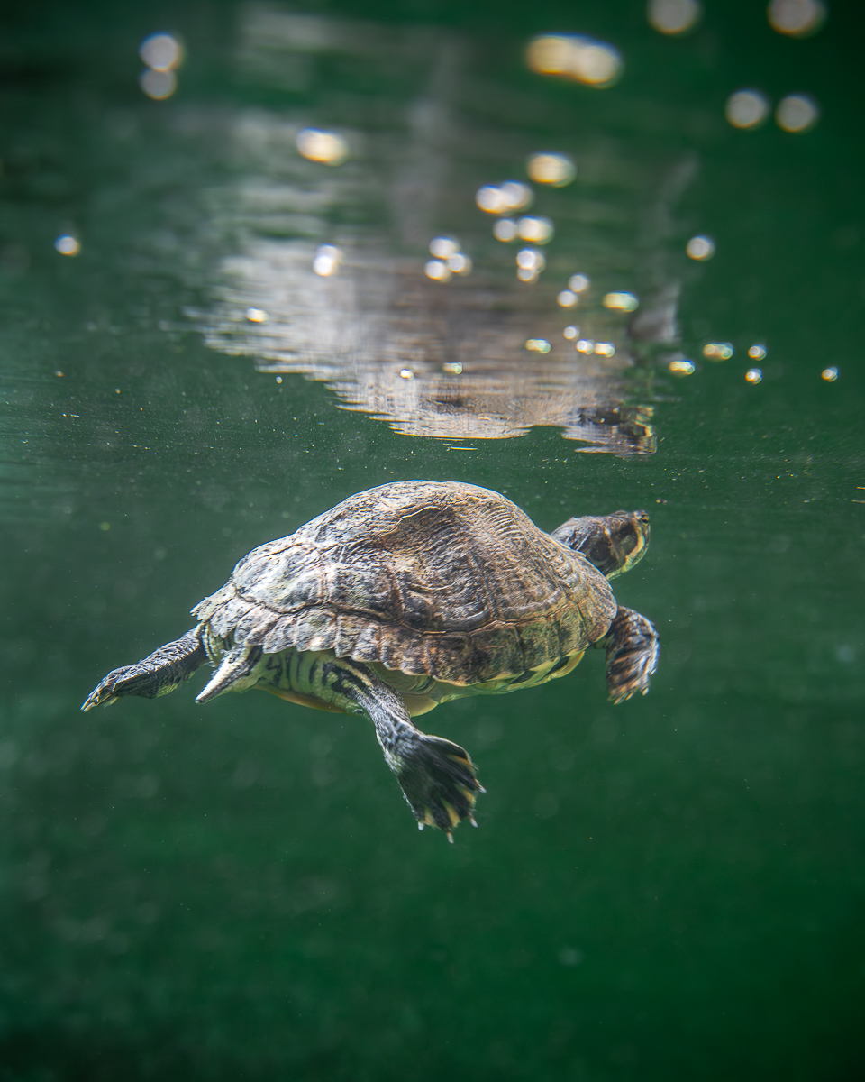 Meeresschildkröte Caretta Caretta